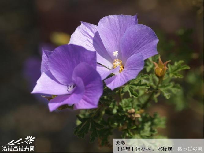 元曲【点绛唇.紫葵】