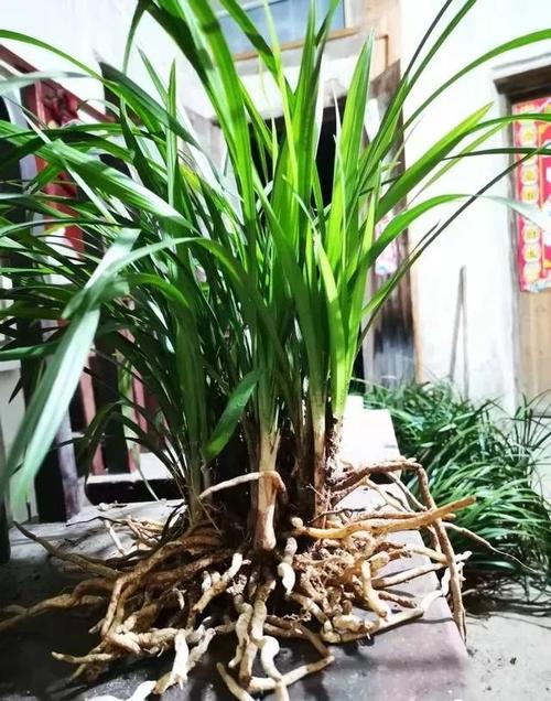 冬天种植兰花,这样处理花苞比较稳妥,保证不消苞