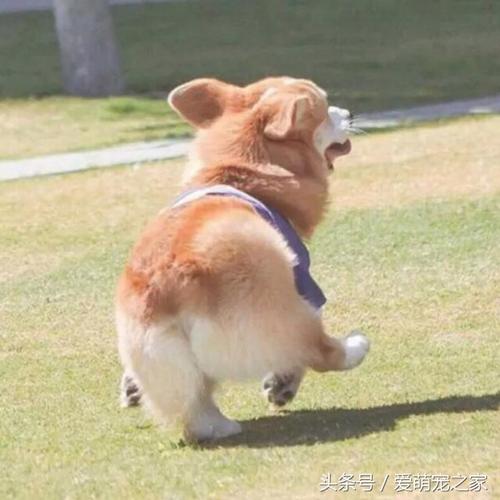 没尾巴的狗品种图片 以及为什么失去尾巴的原因?