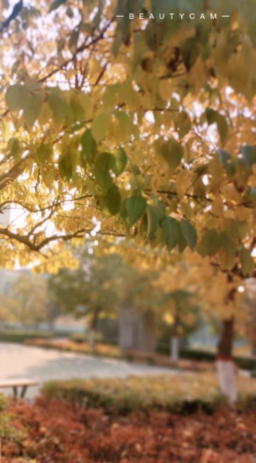 其它 一叶知秋 美丽校园摄影大赛(一) 写美篇  这些作品从不同方面