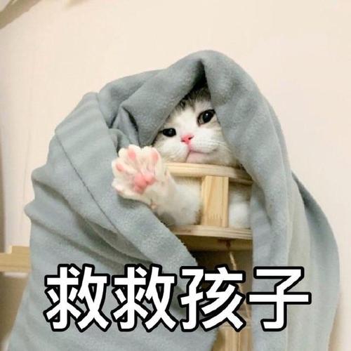 猫咪表情包合集|大老虎嗷呜嗷呜