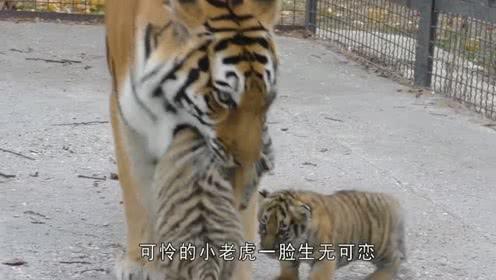 小老虎调皮乱跑,老虎妈妈二话不说用嘴叼回窝里,真是太搞笑了