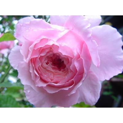 【老司机月季园】日月新品 女人遗产 大花丰花月季 掌柜推荐