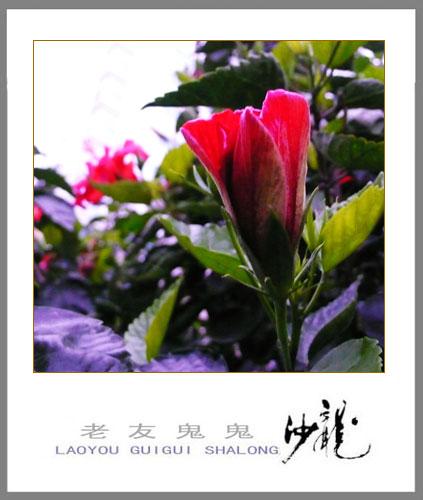 南宁绿城市花------朱槿
