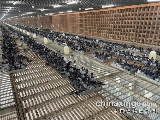 开尔爱心公棚大棚10月5日赛鸽日常