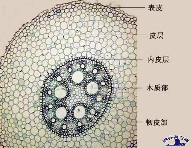 毛茛根部横切显微图片是什么样儿的