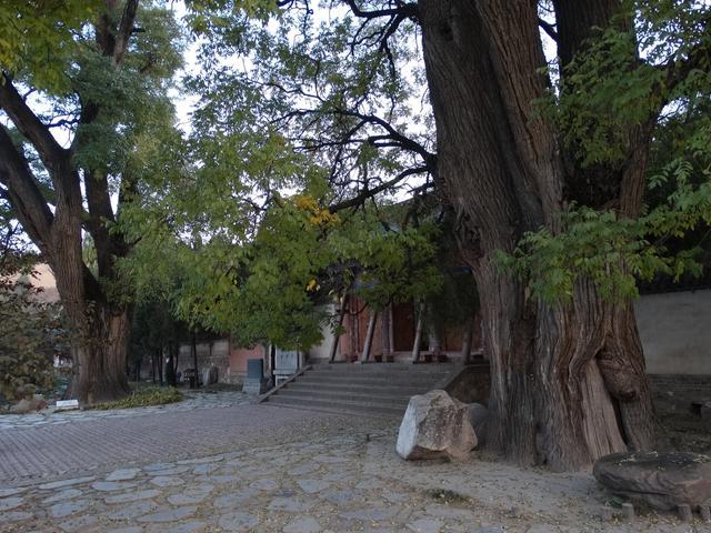 二千三百多年的"春秋古柏"相伴着千年古刹——南郭寺