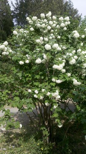 木本绣球,只有白色,花期4-5月.颜色失真了