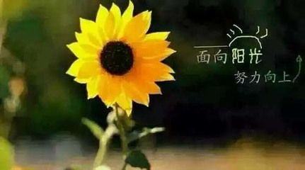 描写夏天阳光的唯美句子