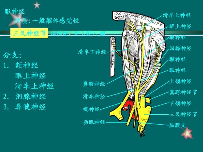 三叉神经的解剖基础ppt