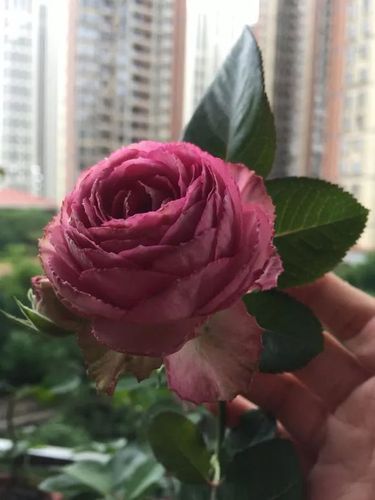 每日一花薰衣草蕾丝月季绝美