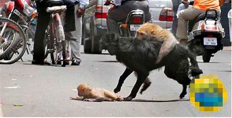 猴子妈妈上演惊险的"犬口救子",每张照片都让人感动地想哭