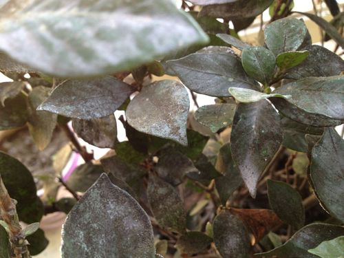 我家栀子花得病了,叶子发黑而且掉很多黑色的粉末,怎么办啊?