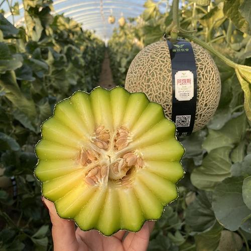 露斯阳光蜜瓜个大网纹瓜超多汁哈密瓜甜瓜新鲜usb暖