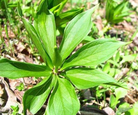 农村里最名贵的药材,7片叶子一朵花,找到的人有福气了