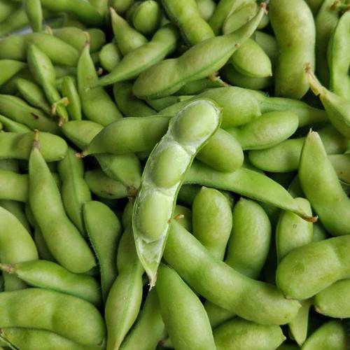 供应新鲜生毛豆绿黄豆青嫩毛豆荚农家自种绿色蔬菜现摘