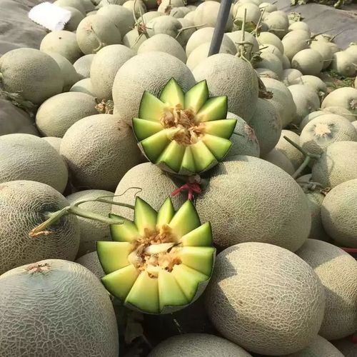 瓜中贵族,海南玫珑瓜,香甜软糯网纹瓜 总重量7.3-7.