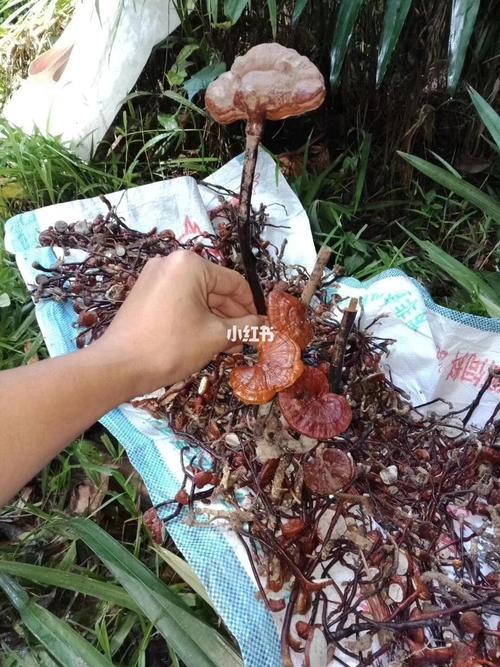 海南野生灵芝王_灵芝_海南_紫红色_失眠_护肝_糖尿病