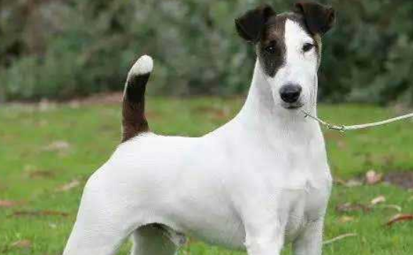 平毛猎狐梗吃多了吐了怎么办