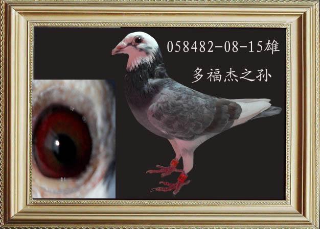青岛即墨市荣浩赛鸽俱乐部