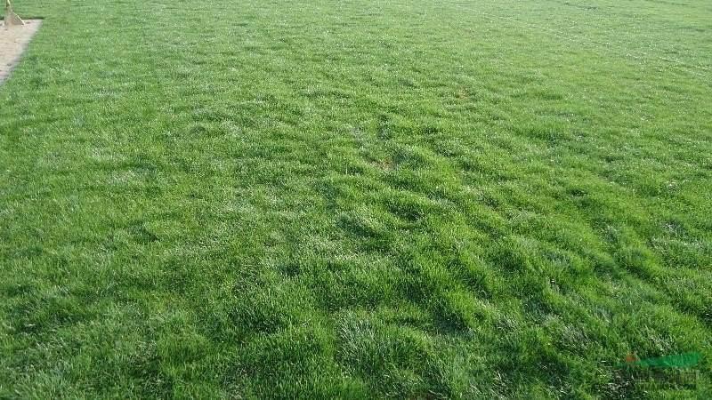 高羊茅种子护坡