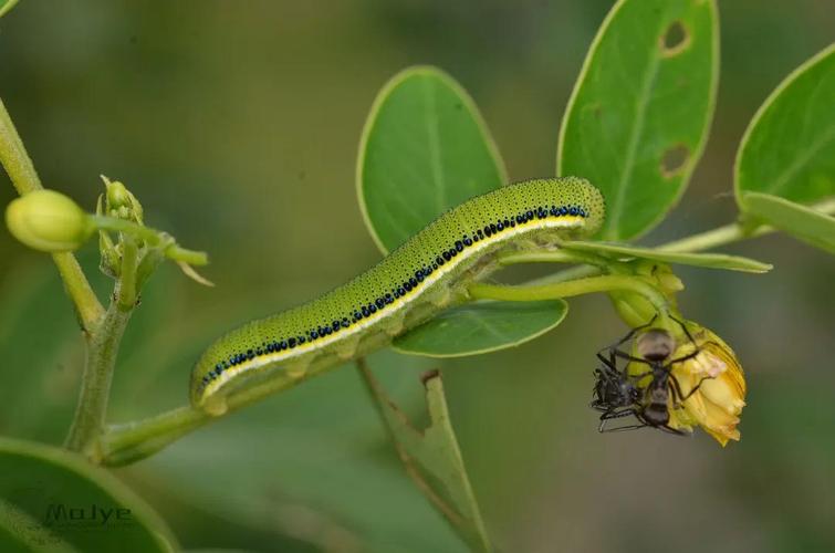梨花迁粉蝶幼虫 catopsilia pyranthe