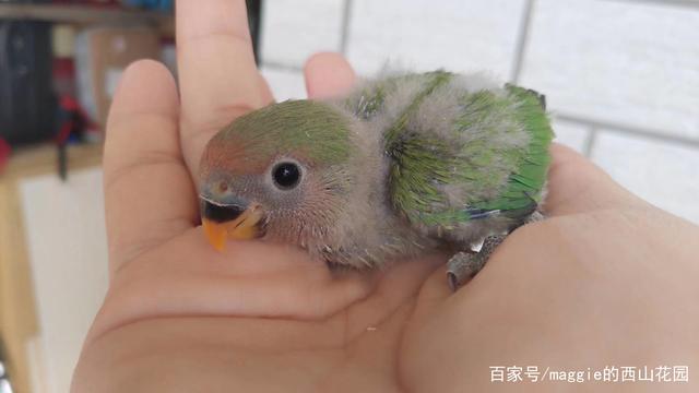 棕头鹦鹉与绿桃的混血宝宝成长记