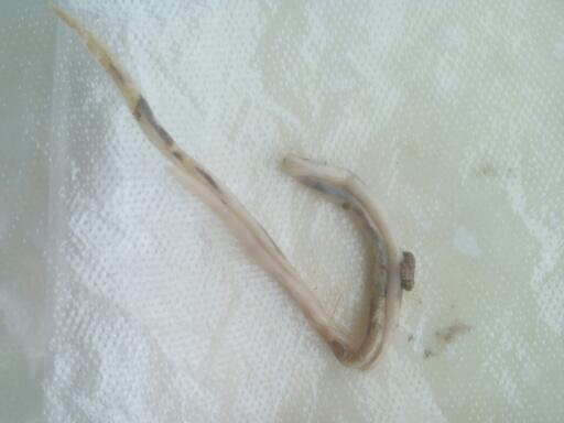 今天狗狗拉的便便中发现这东西,外面是层半透明的皮,里面是液体,到底