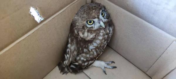 绿少基地伸援手助纵纹腹小鸮回家任丘市北汉乡第五中心小学野保救助