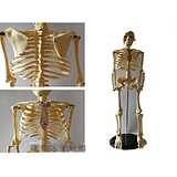 骨头3sn130cm仿真骨骼标本瑜伽教学85cm1人体骨骼模型骨架45cm