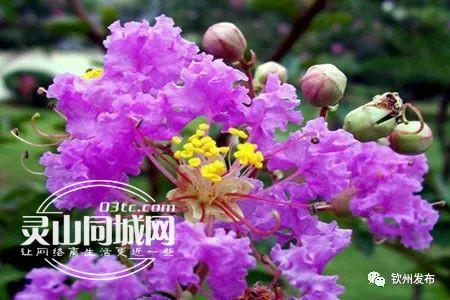 定了,钦州市"市花"是