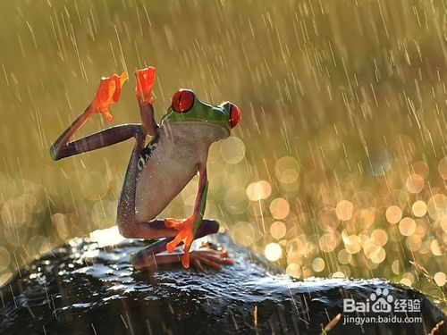 下雨前动物的反应有哪些(下雨前的征兆)