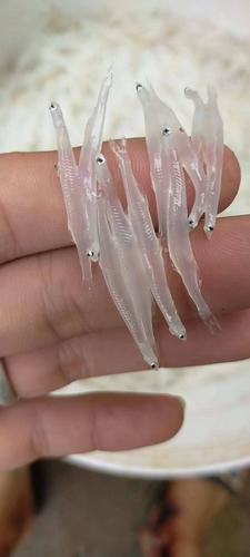 小银鱼 营养丰富