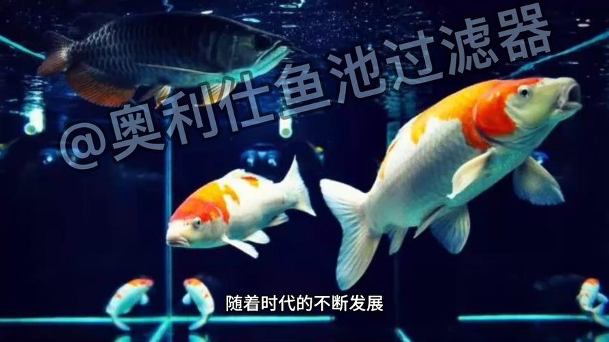 如何混养锦鲤锦鲤应该如何混养呢