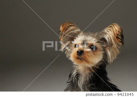 stock photo: yorkshire terrier