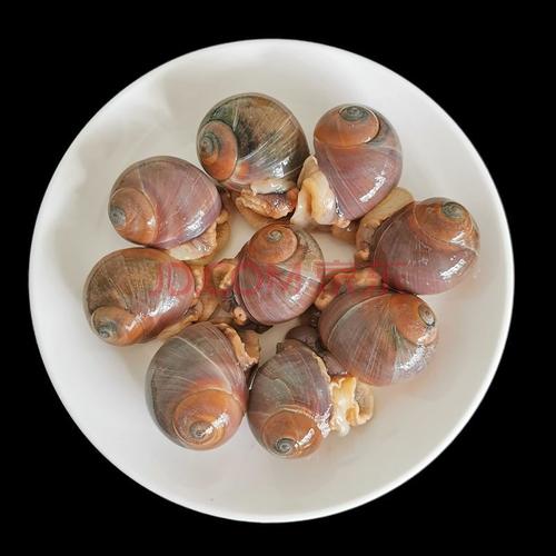铭心 猫眼螺鲜活超大香螺沙螺肚脐螺野生海鲜水产贝类