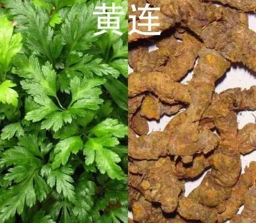 【来源】 毛茛科植物黄连,三角叶黄连或云连的干燥根茎.