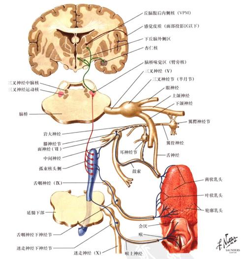 舌后1/3,会厌和腭的味蕾,这些神经节的中枢突终止于孤束核的头侧,后者