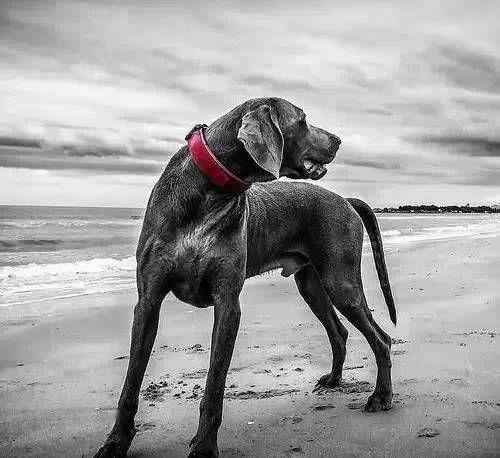 德国真的产好犬啊,随便一数,就这么多!