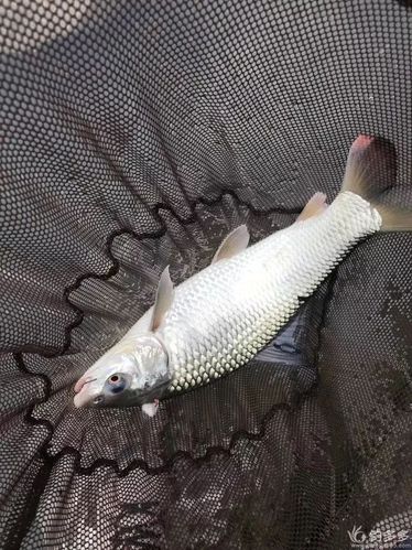 【鱼获】总渔获18条清一色的大鲮鱼,估计25斤左右