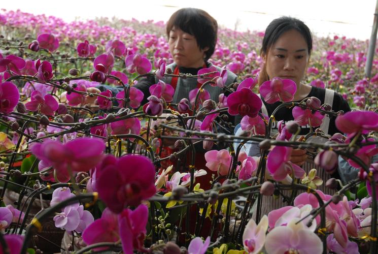 以产业增效,富民增收为目标,引导农民调整种植结构,发展特色花卉种植