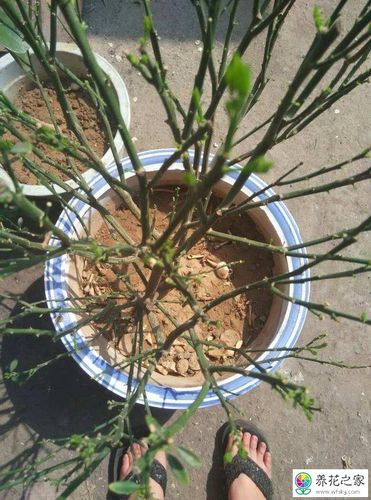 盆栽桔子树什么时候剪枝好需要注意什么