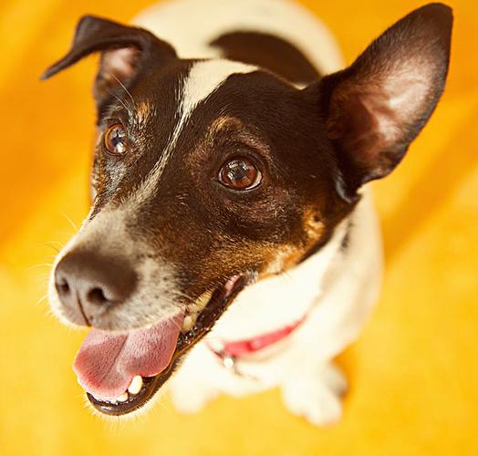 特写,头像,杰克罗素狗