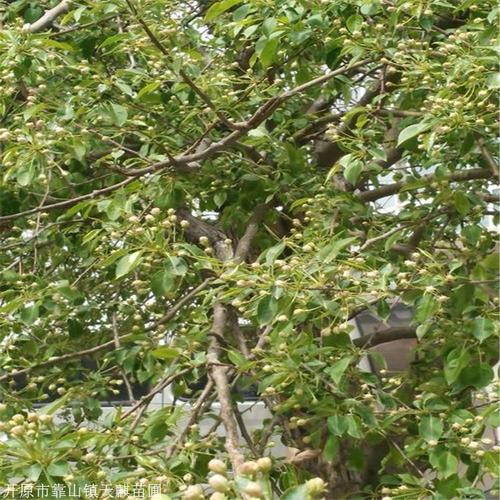 现挖现卖批发山丁子地径115公分山丁子山丁子厂家批发