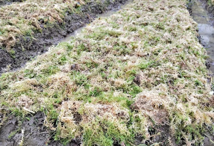 贵州麻江:种下海花草,铺就致富路
