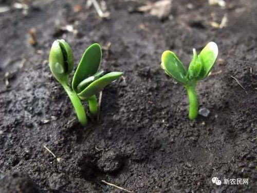 大豆初花期,大豆控旺关键期,大豆除草剂使用方法.