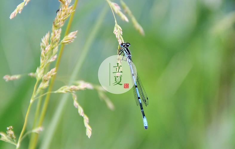 一组24节气配图,配图来源于网络