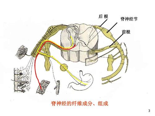 无忧文档 所有分类 人文社科 广告/传媒 1 脊神经ppt  神经脊节 前 根
