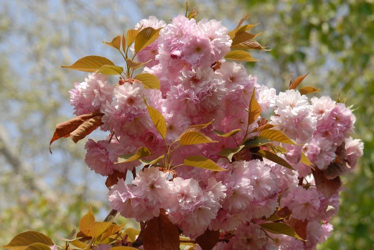 春天的花朵15-八重紫樱