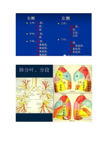 肺部分段解剖